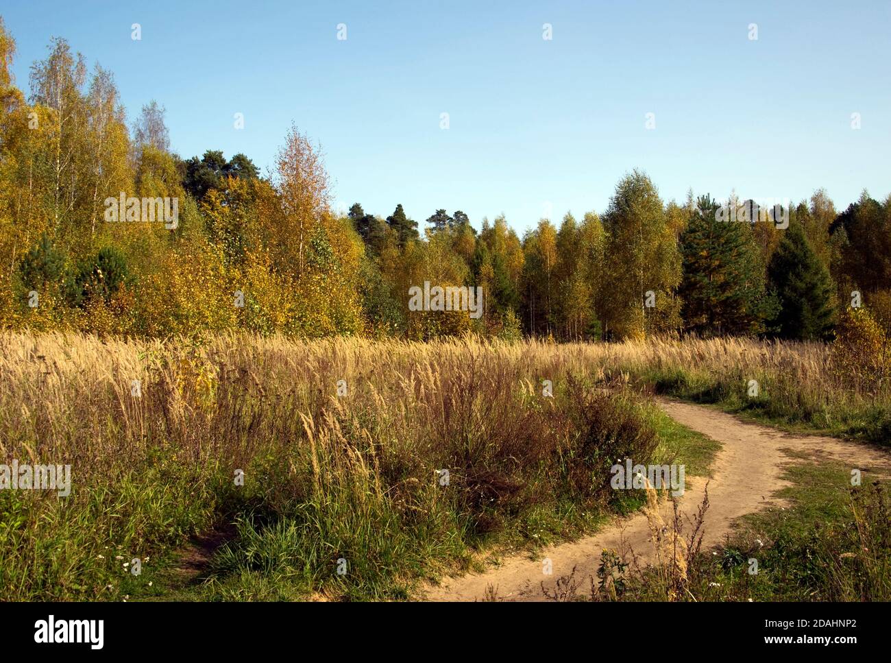 Golden autumn in the forest Stock Photo - Alamy
