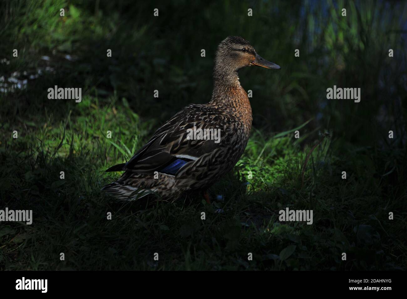 Wild duck guards the nest. Stock Photo