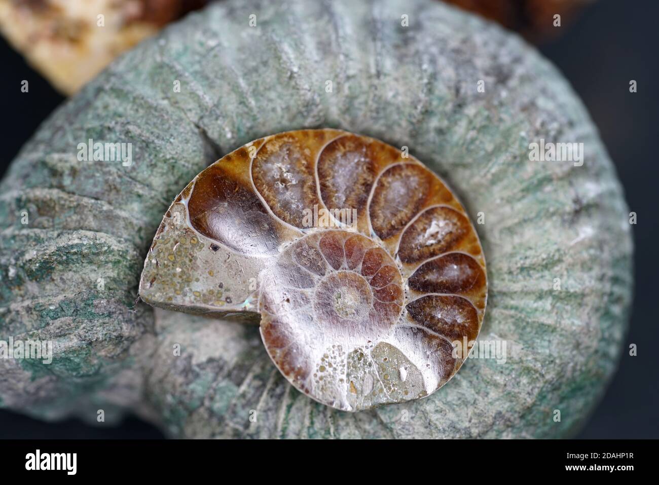 Selective focus shot of an Ammonite Stock Photo