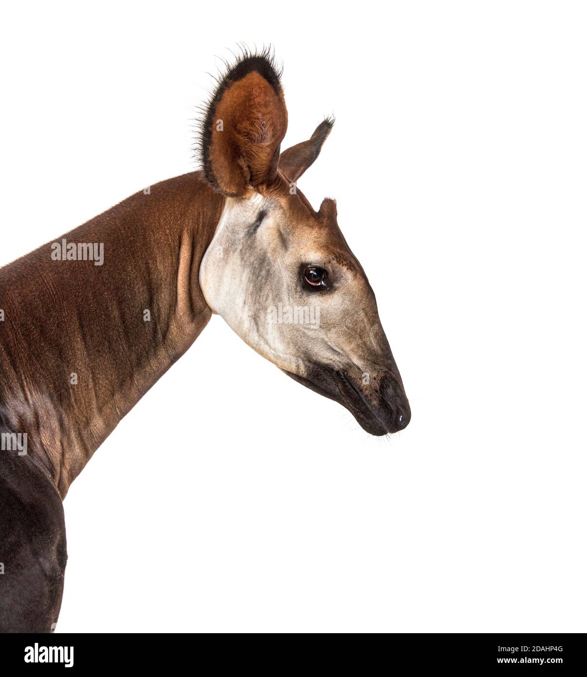 Okapi, Okapia johnstoni, isolated on white Stock Photo