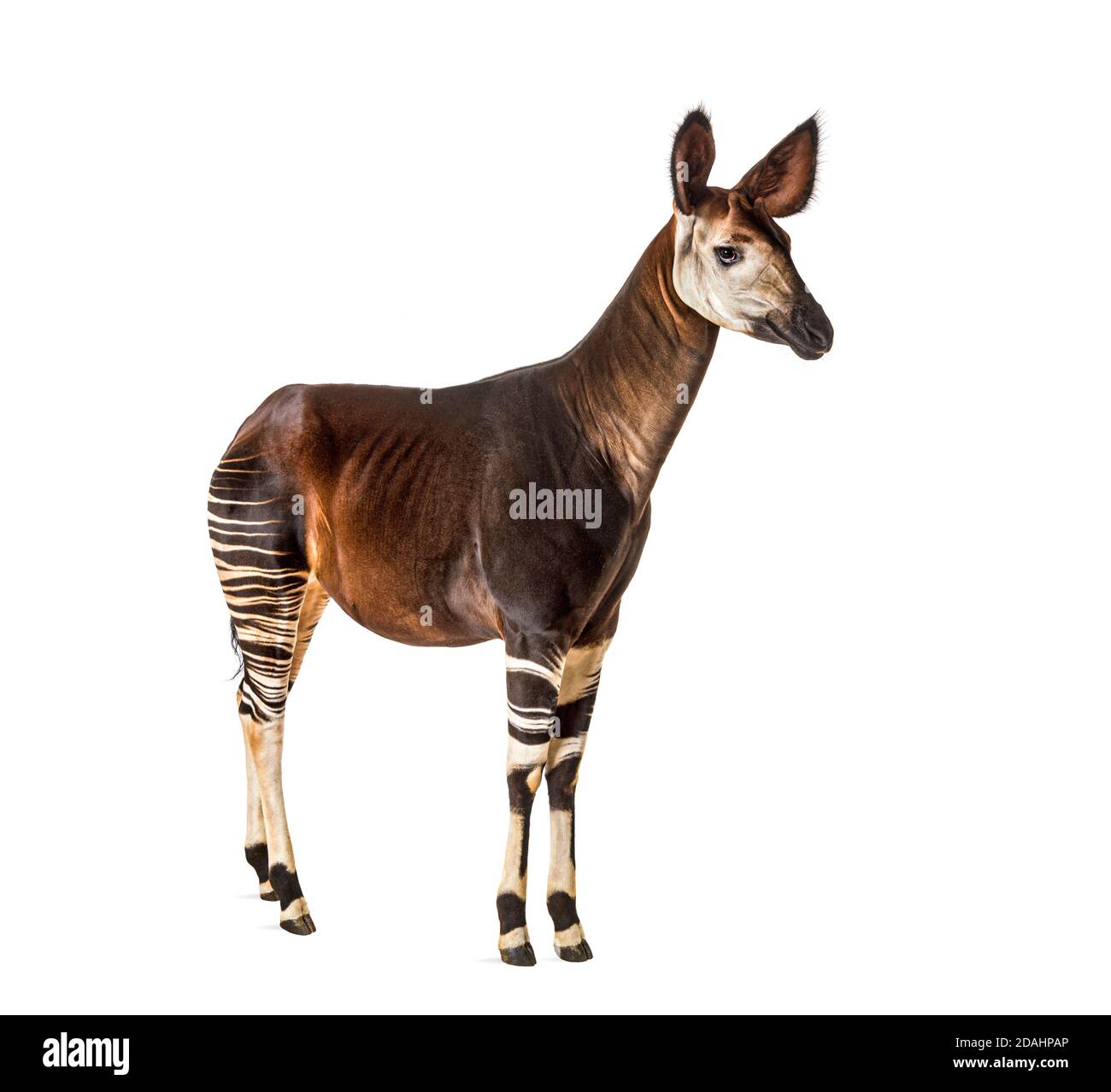 Okapi, Okapia johnstoni, isolated on white Stock Photo - Alamy