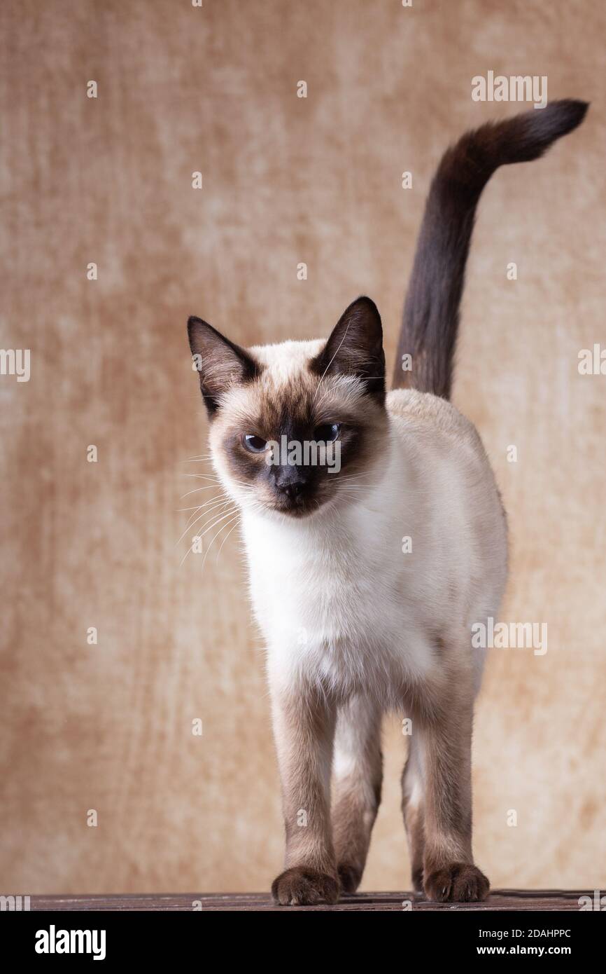 Slender Thai cat on a brown vintage shabby background. Stock Photo