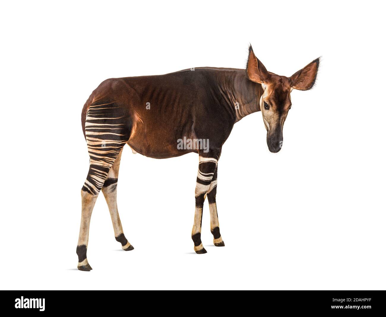 Okapi, Okapia johnstoni, isolated on white Stock Photo