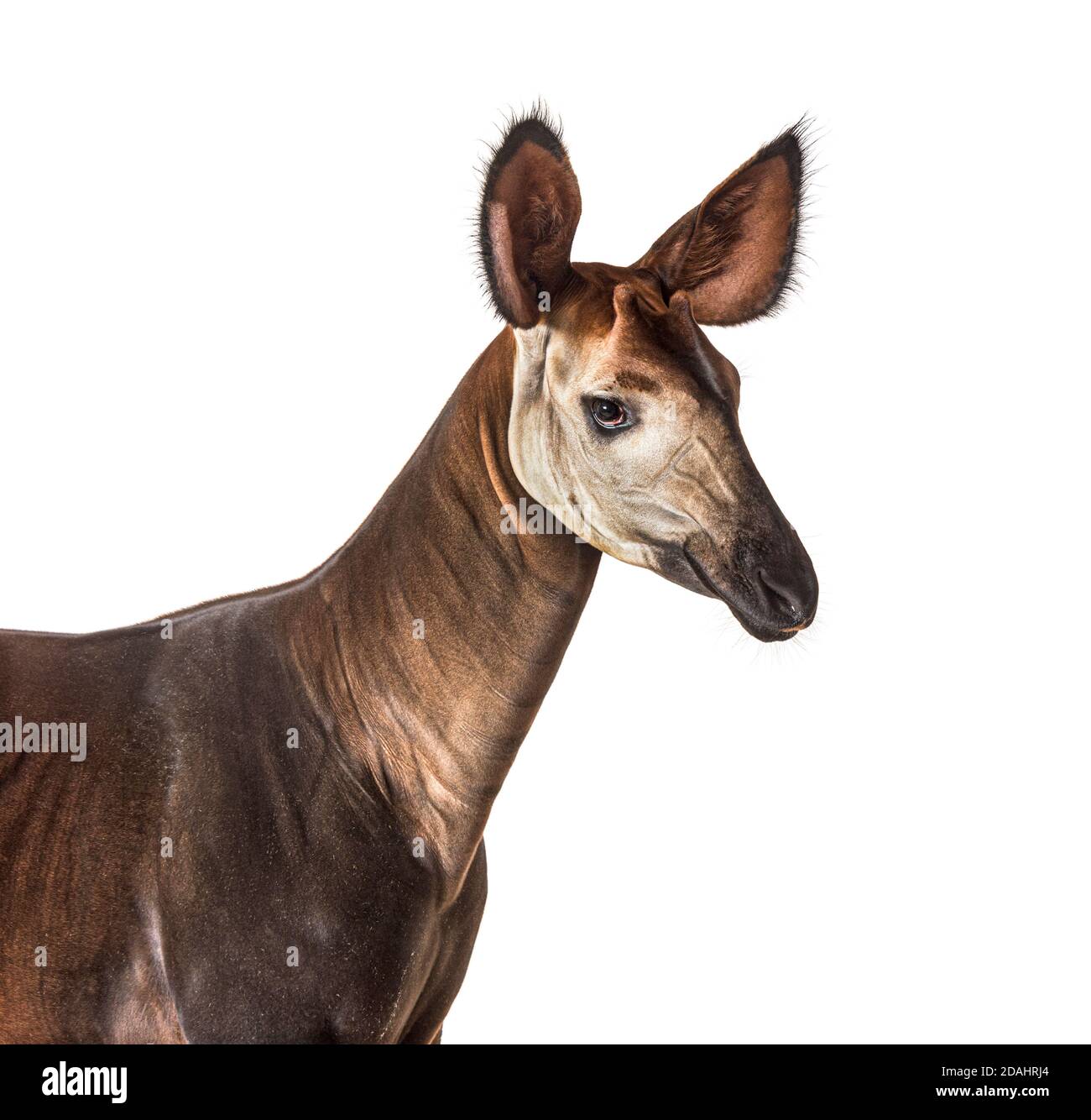 Okapi, Okapia johnstoni, isolated on white Stock Photo