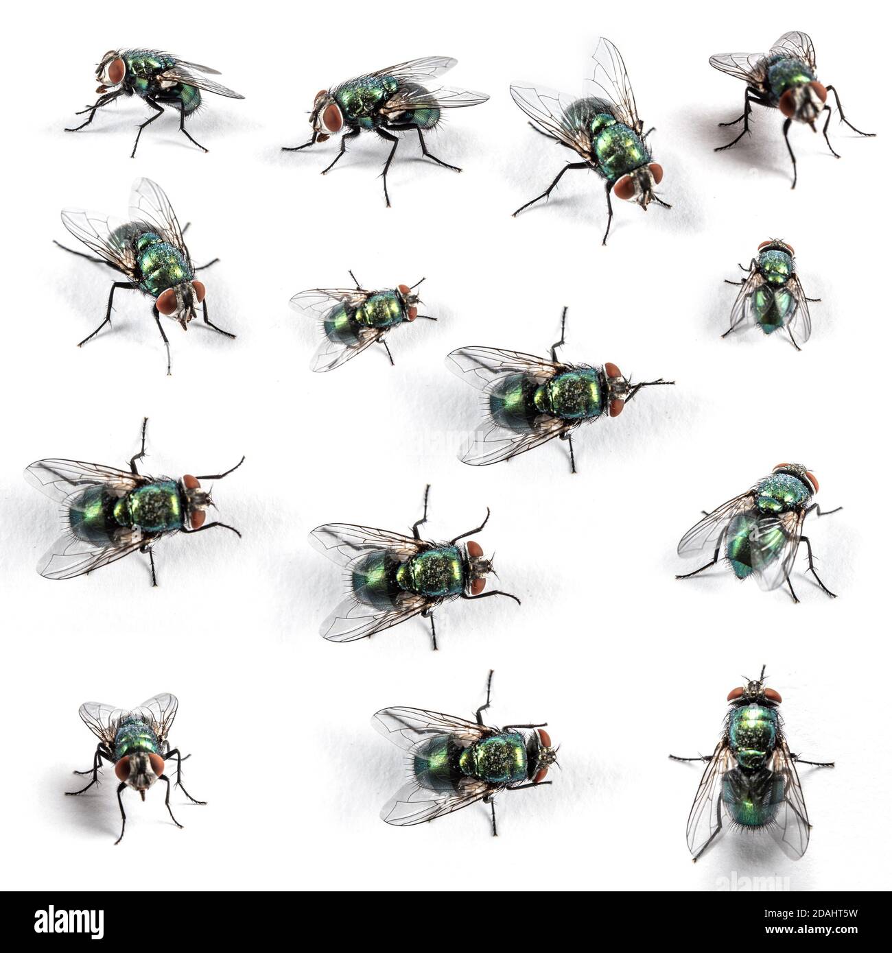 Collection of Green bottle fly, isolated Stock Photo
