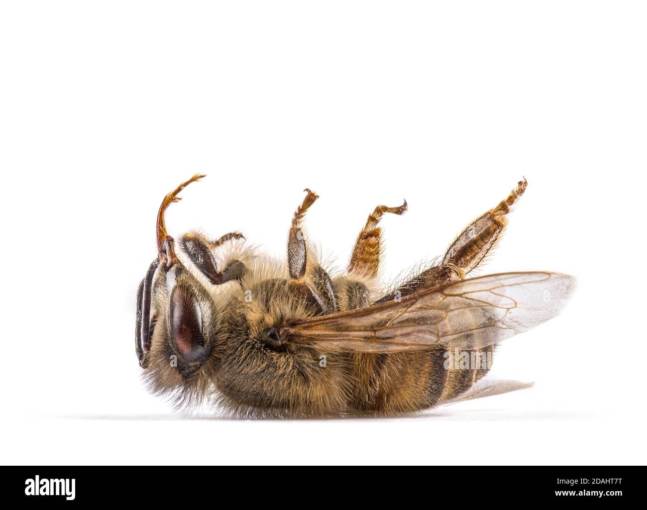 Dead bee, on its back, isolated on white Stock Photo