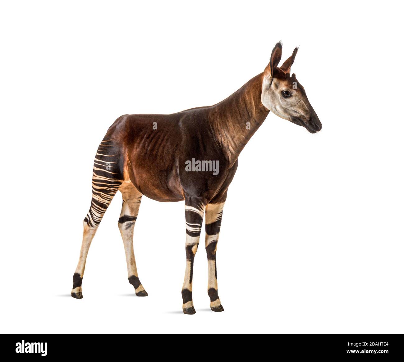 Okapi, Okapia johnstoni, isolated on white Stock Photo