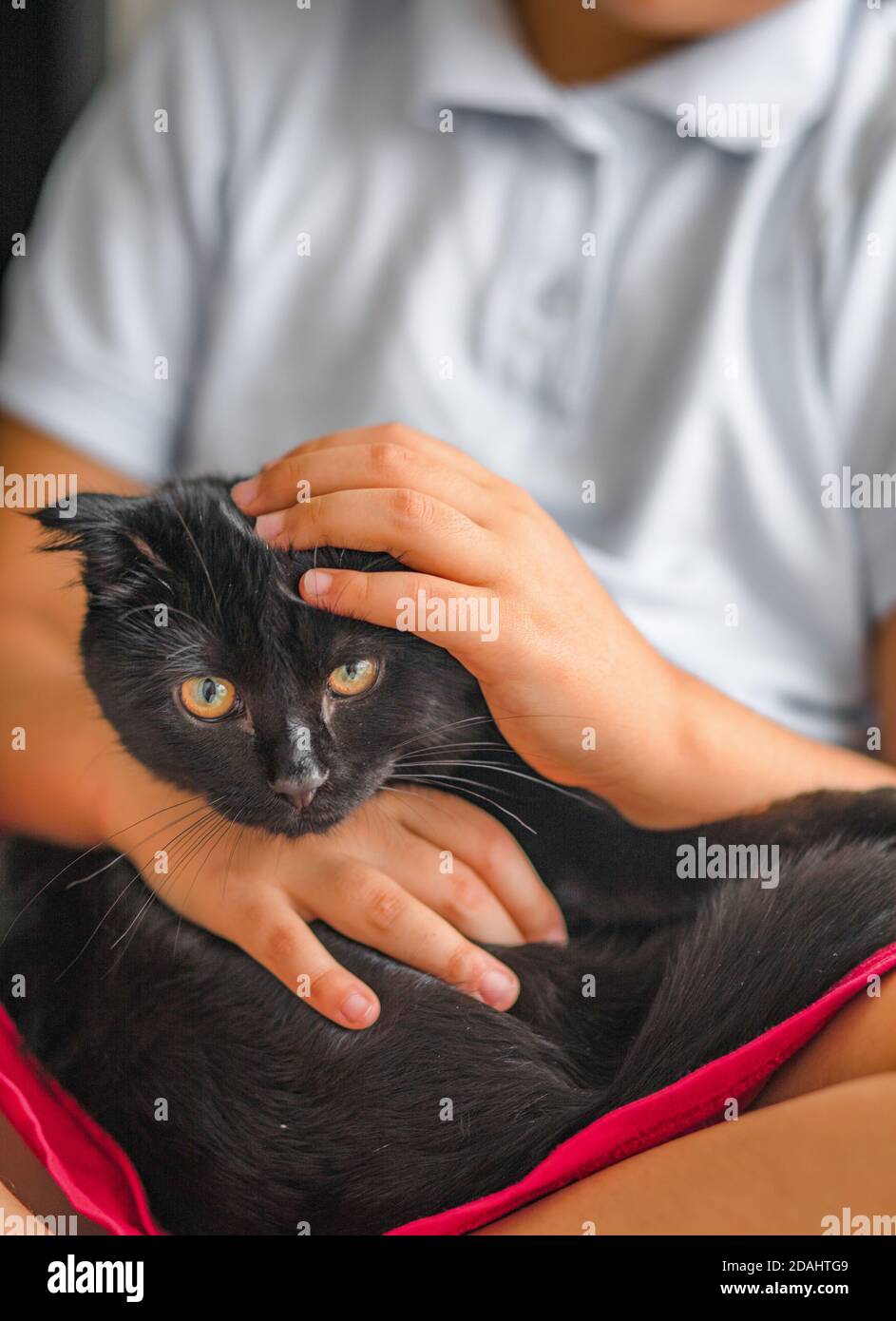 Small cute child that embraces with tenderness and love a black cat. Lazy weekend with cat at home. Stock Photo