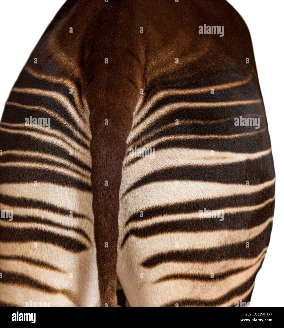 Okapi, Okapia johnstoni, isolated on white Stock Photo