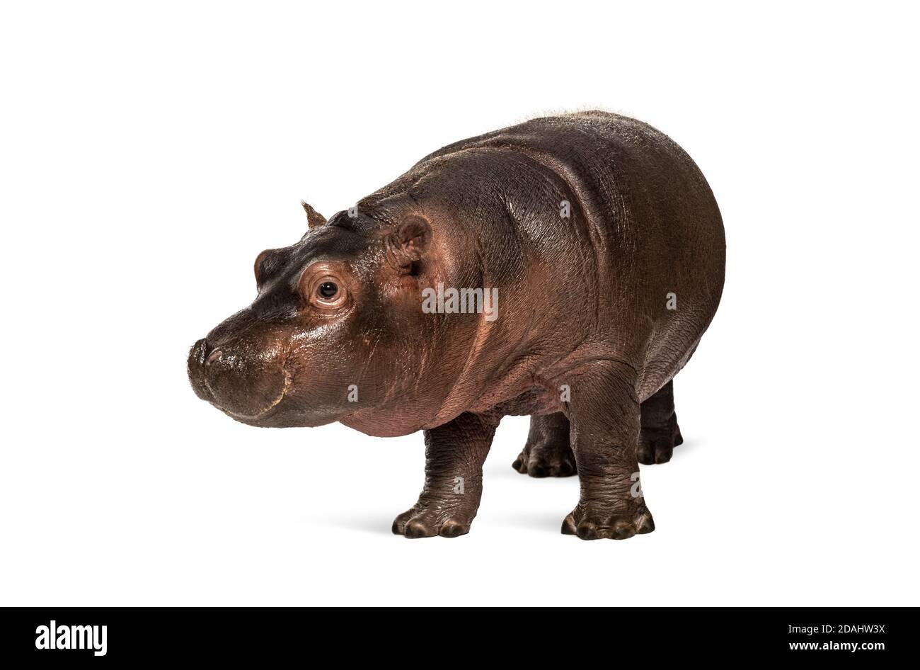 Hippo calf, 3 months old, isolated, Hippopotamus amphibius Stock Photo