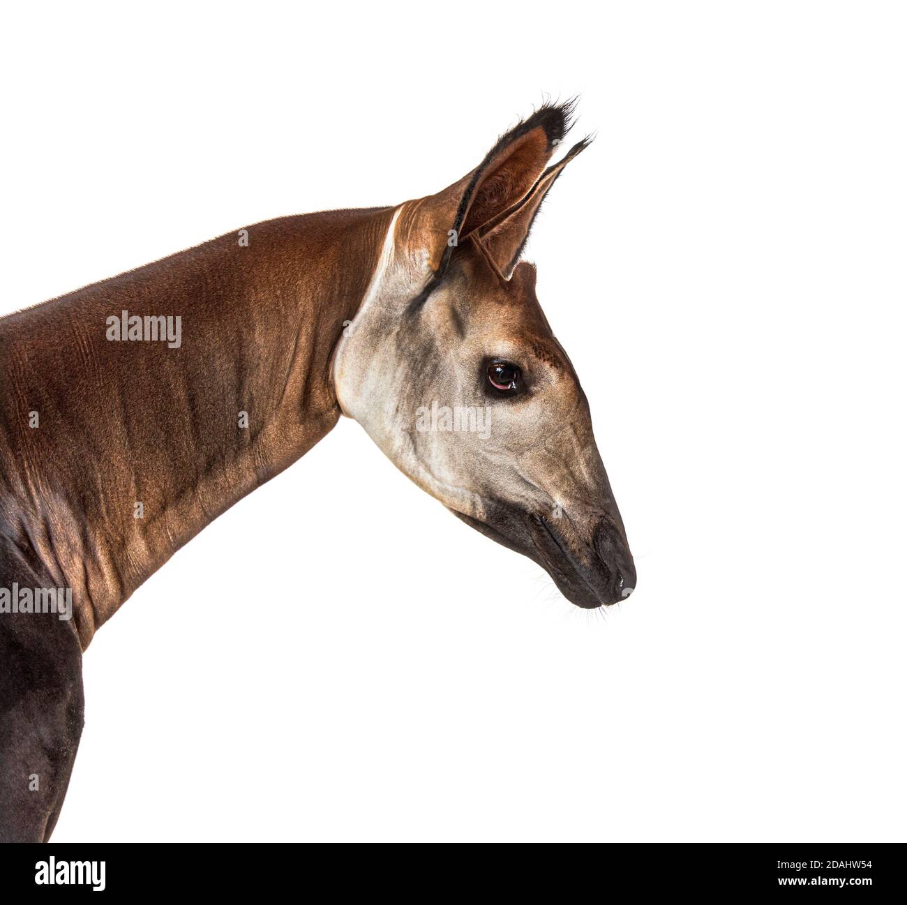 Okapi, Okapia johnstoni, isolated on white Stock Photo