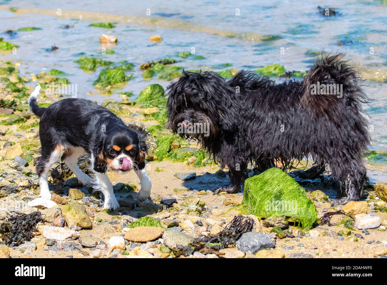 What Does Water Taste Like To Dogs