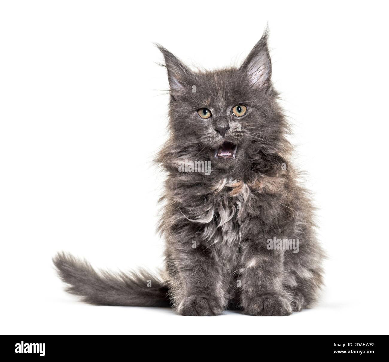 Grey Maine coon kitten sitting, isolated Stock Photo Alamy