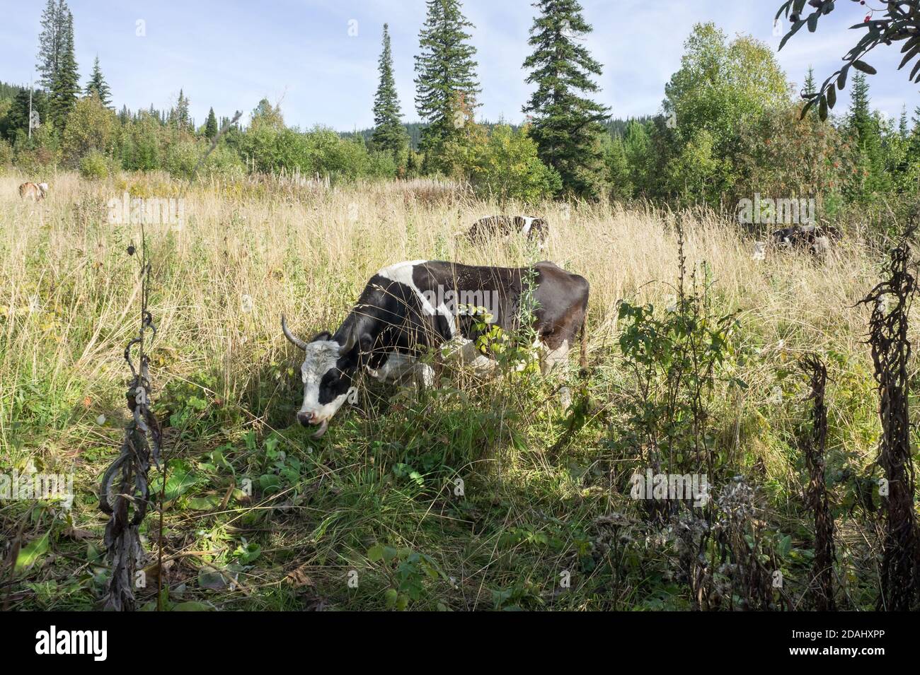 Black and white cow grazing in dry grass among the autumn forest Stock ...