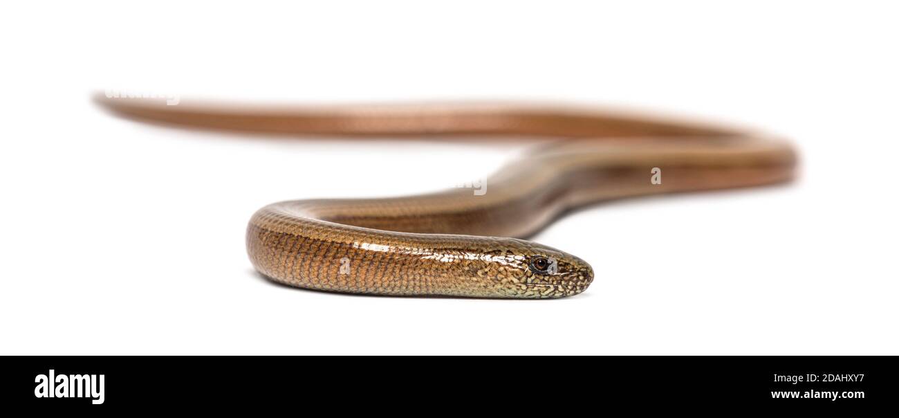 slowworm, Anguis fragilis, Isolated on white Stock Photo - Alamy