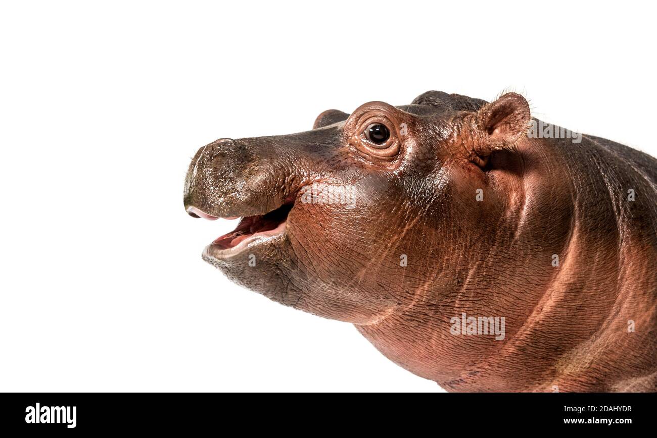 Closeup of a Young Hippo head, 3 months old, isolated Stock Photo Alamy