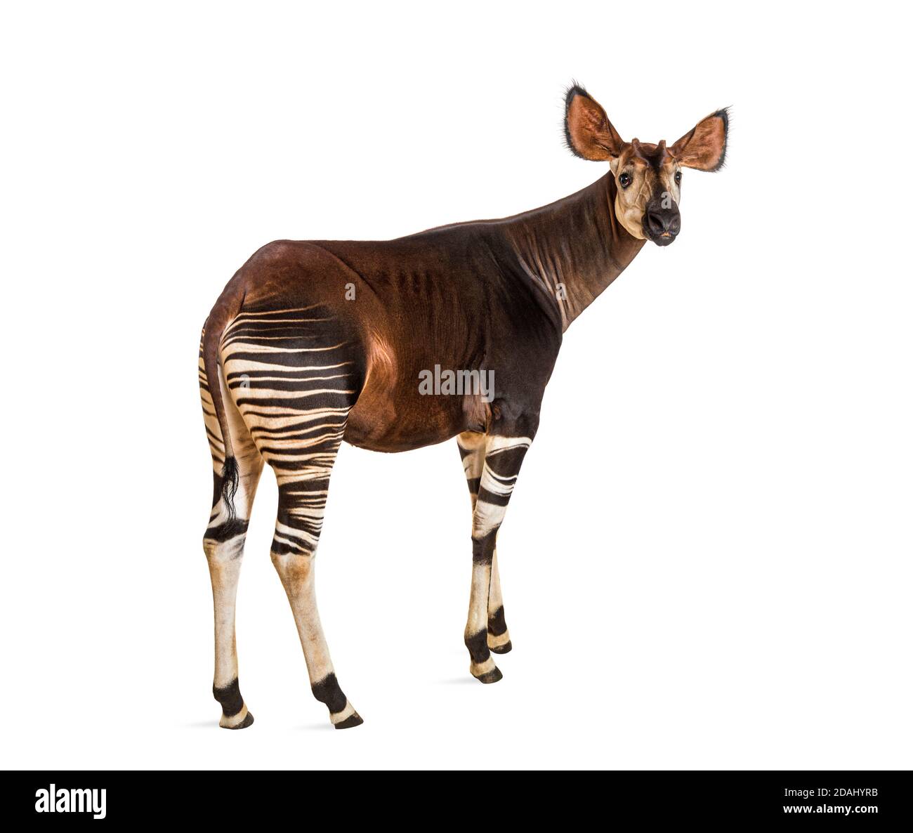 Okapi, Okapia johnstoni, isolated on white Stock Photo