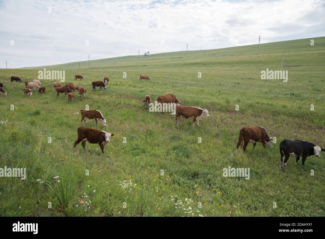 A herd of cows grazing on a green meadow with lush grass Stock Photo ...