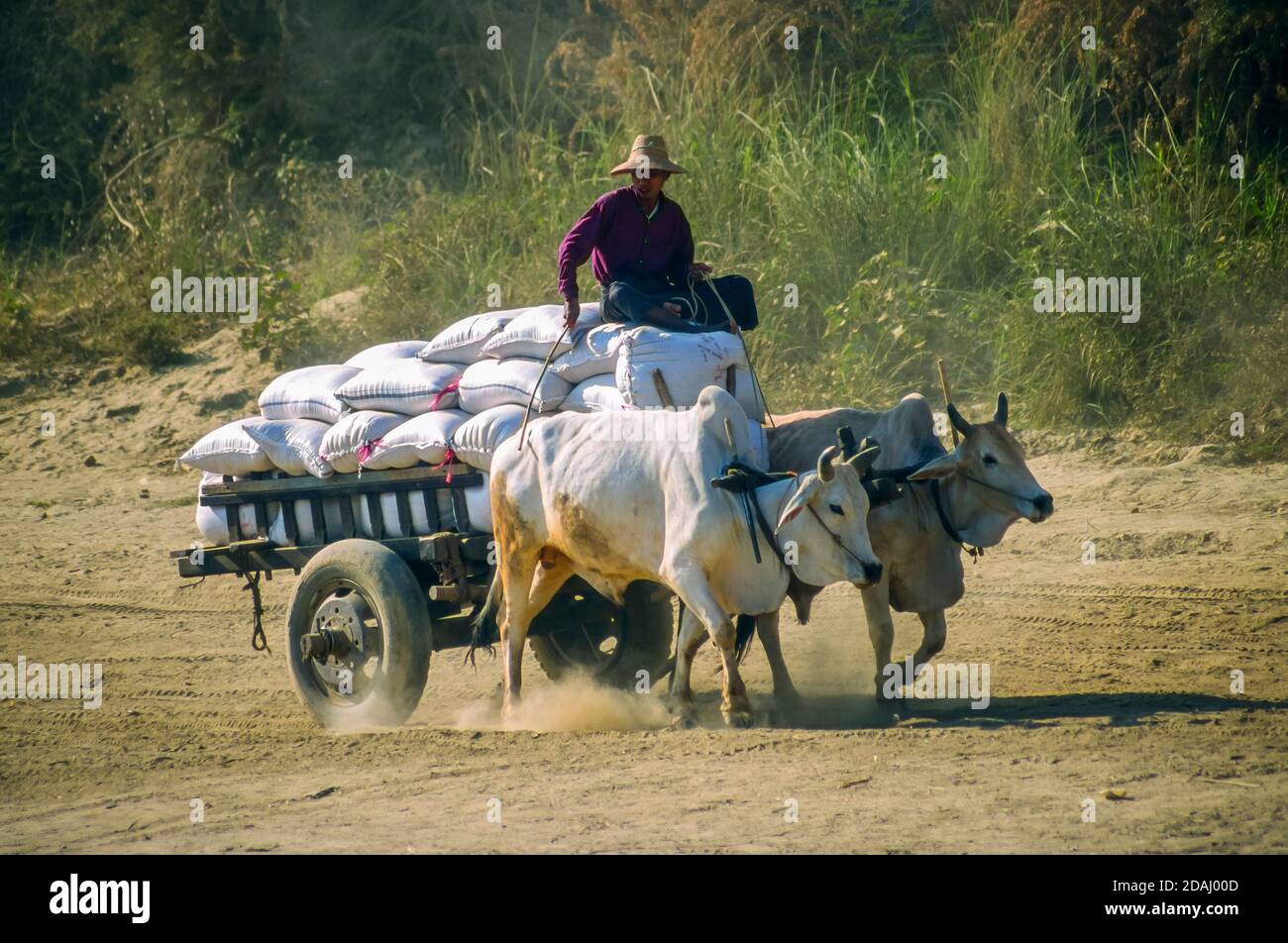 A local man rides a traditional bullock cart carrying stacks in a cloud of dust on the riverbank of the Irrawaddy River, Myanmar (Burma) Stock Photo