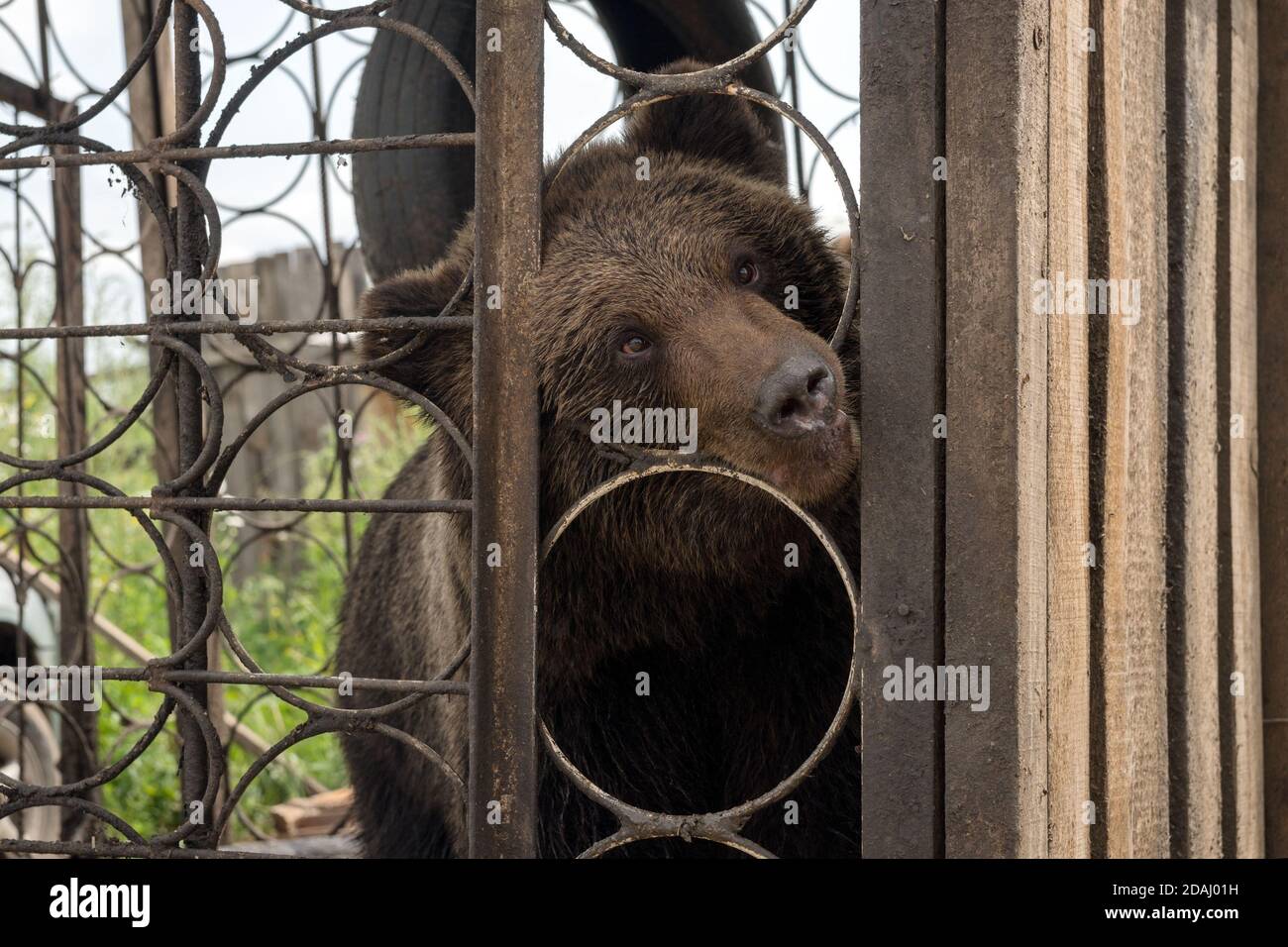 Curious Brown bear (Ursus arctos) looks out of the metal cages of the cage. Stock Photo