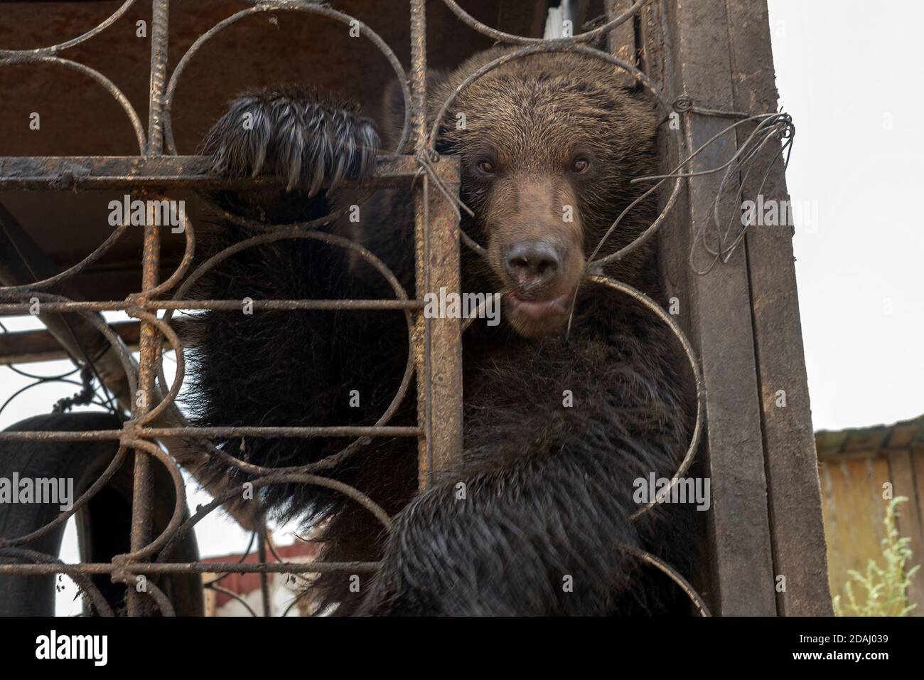 Brown bear (Ursus arctos) climbs on the metal bars of the cage. Stock Photo