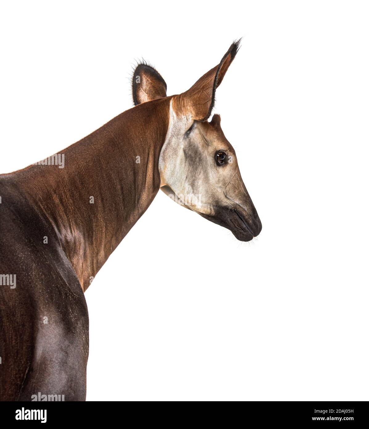 Okapi, Okapia johnstoni, isolated on white Stock Photo