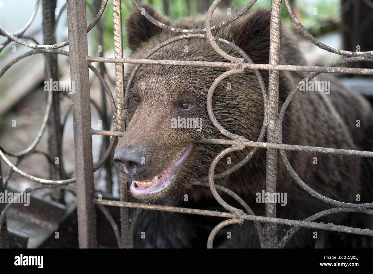 The bear gnaws metal cages of the cage. Stock Photo