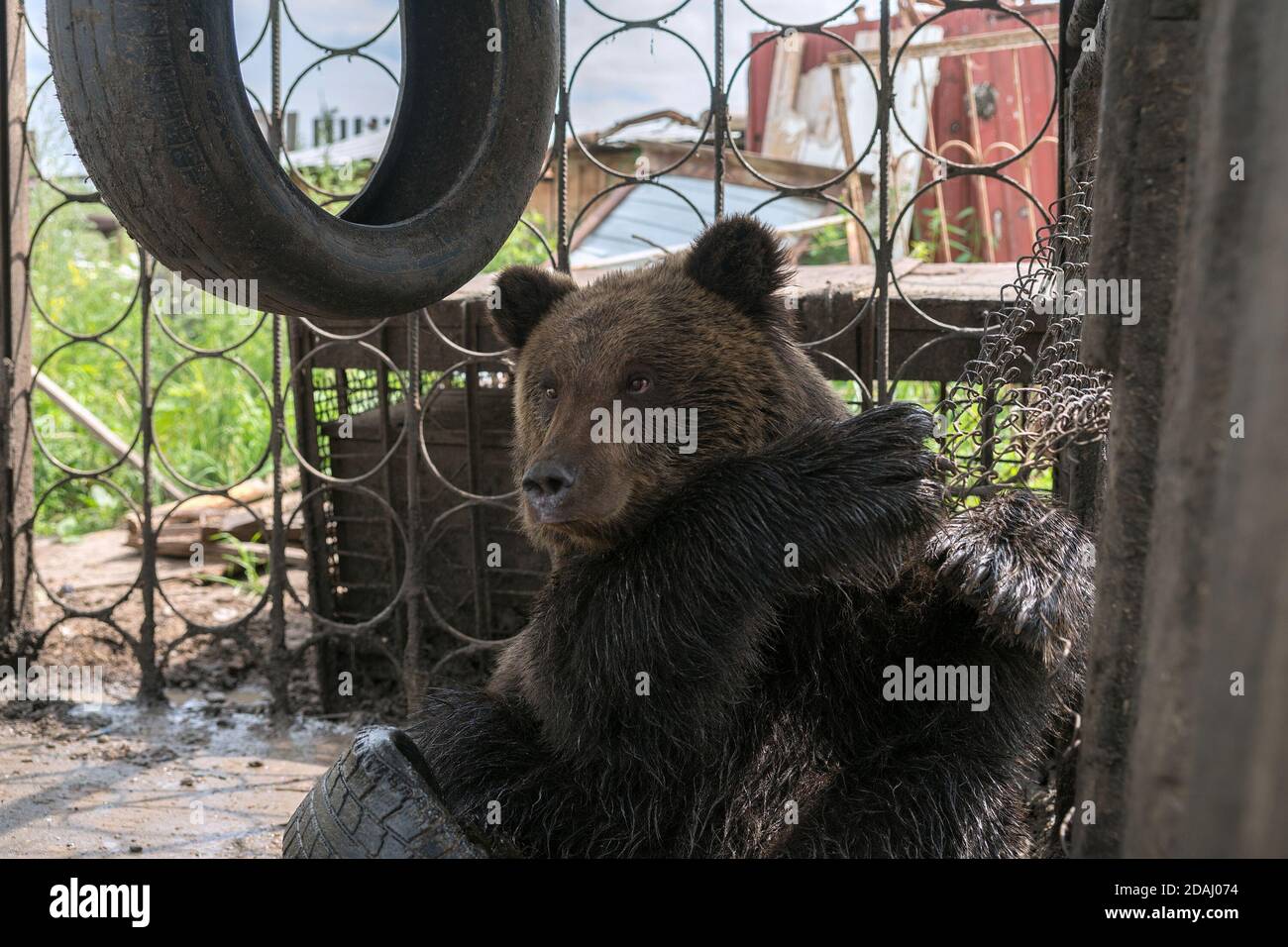 A brown bear cub (Ursus arctos) sits in a cage on automobile tires. Stock Photo