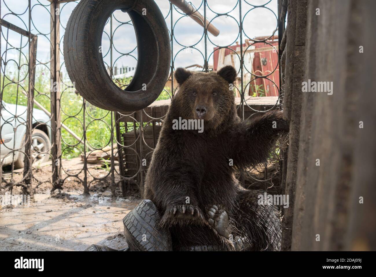 Brown bear cub (Ursus arctos) is sitting  in a iron cage on automobile tires and looking straight. Stock Photo