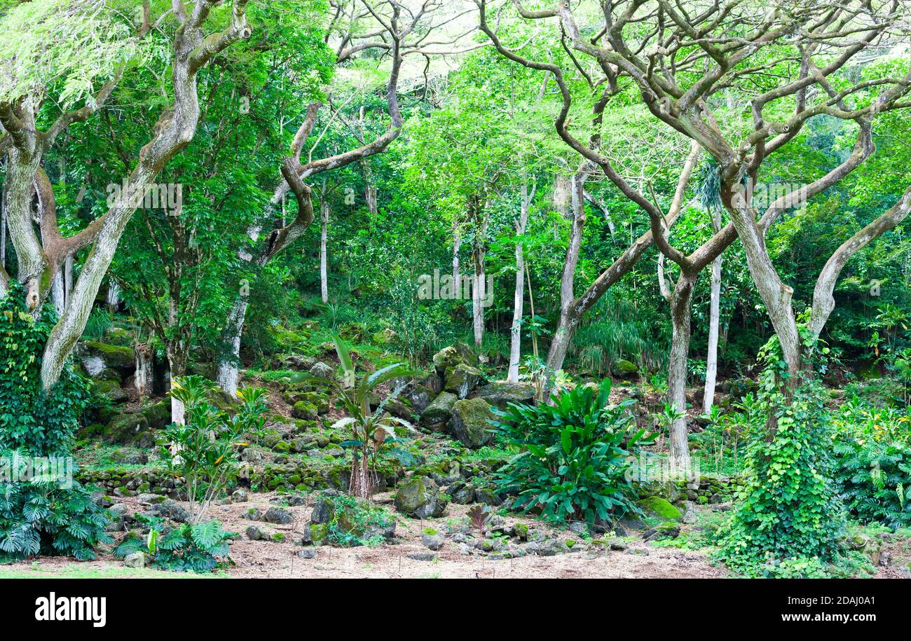 Waimea Valley landscape, Oahu, Hawaii. Trees and shrubs lining a hillside Stock Photo Alamy