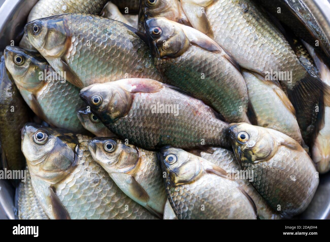 Fresh washed brilliant small lake fish roach lies in large numbers in the plate. Stock Photo