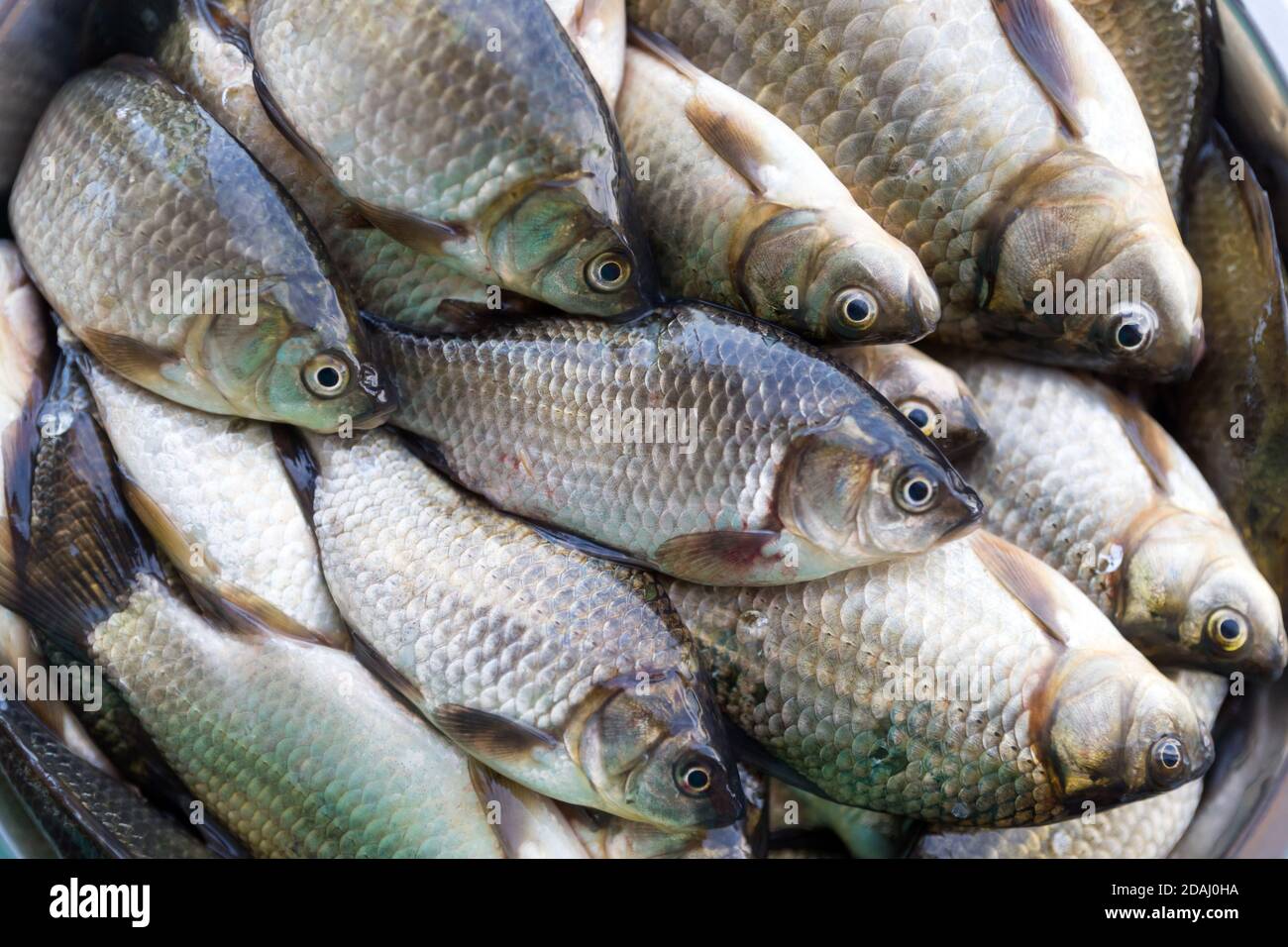 Background from freshly washed brilliant small lake roach fish. Stock Photo
