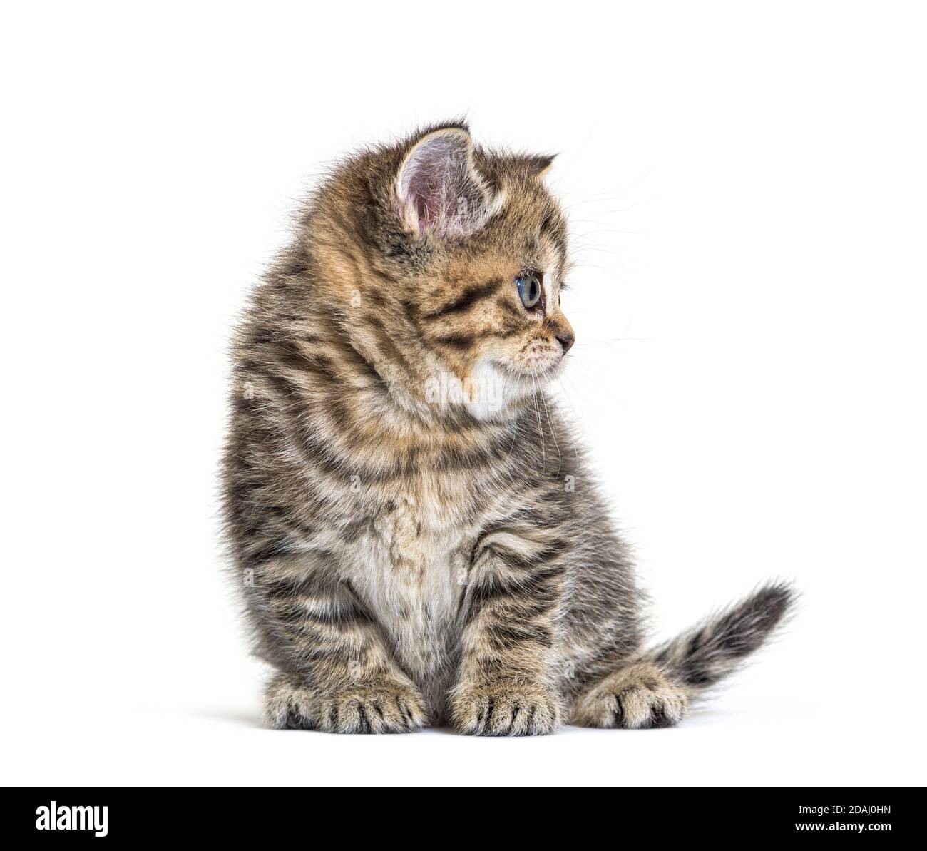 Cute Kitten British Shorthair, isolated on white Stock Photo