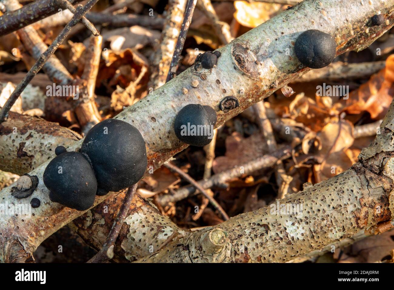 King Alfred's Cakes Fungi in Suffolk Forest, England Stock Photo