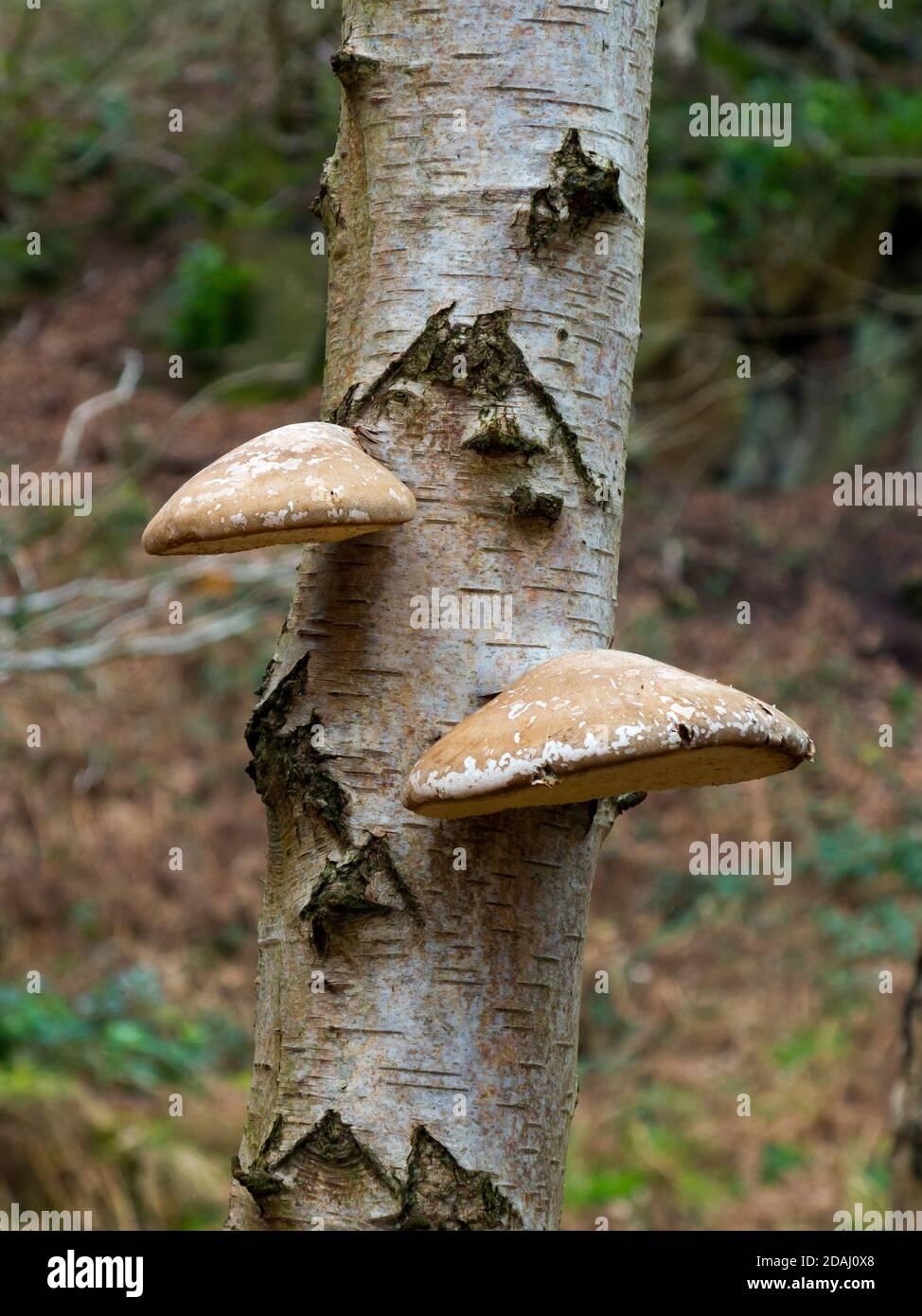 Bracket or shelf fungi growing on a tree branch these are also known as conks and polypores. Stock Photo