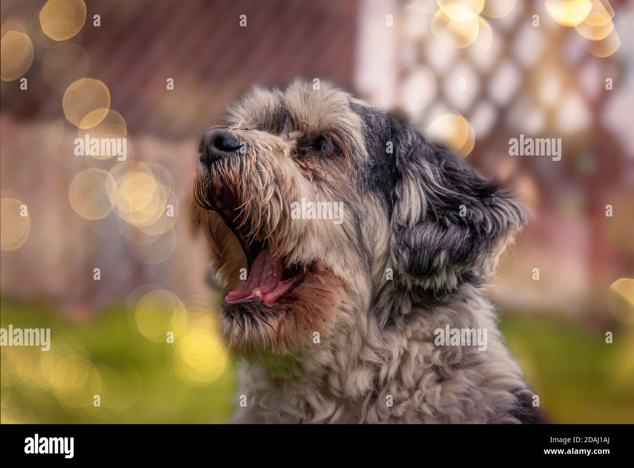 Selective focus shot of a cute dog barking outside - perfect for ...