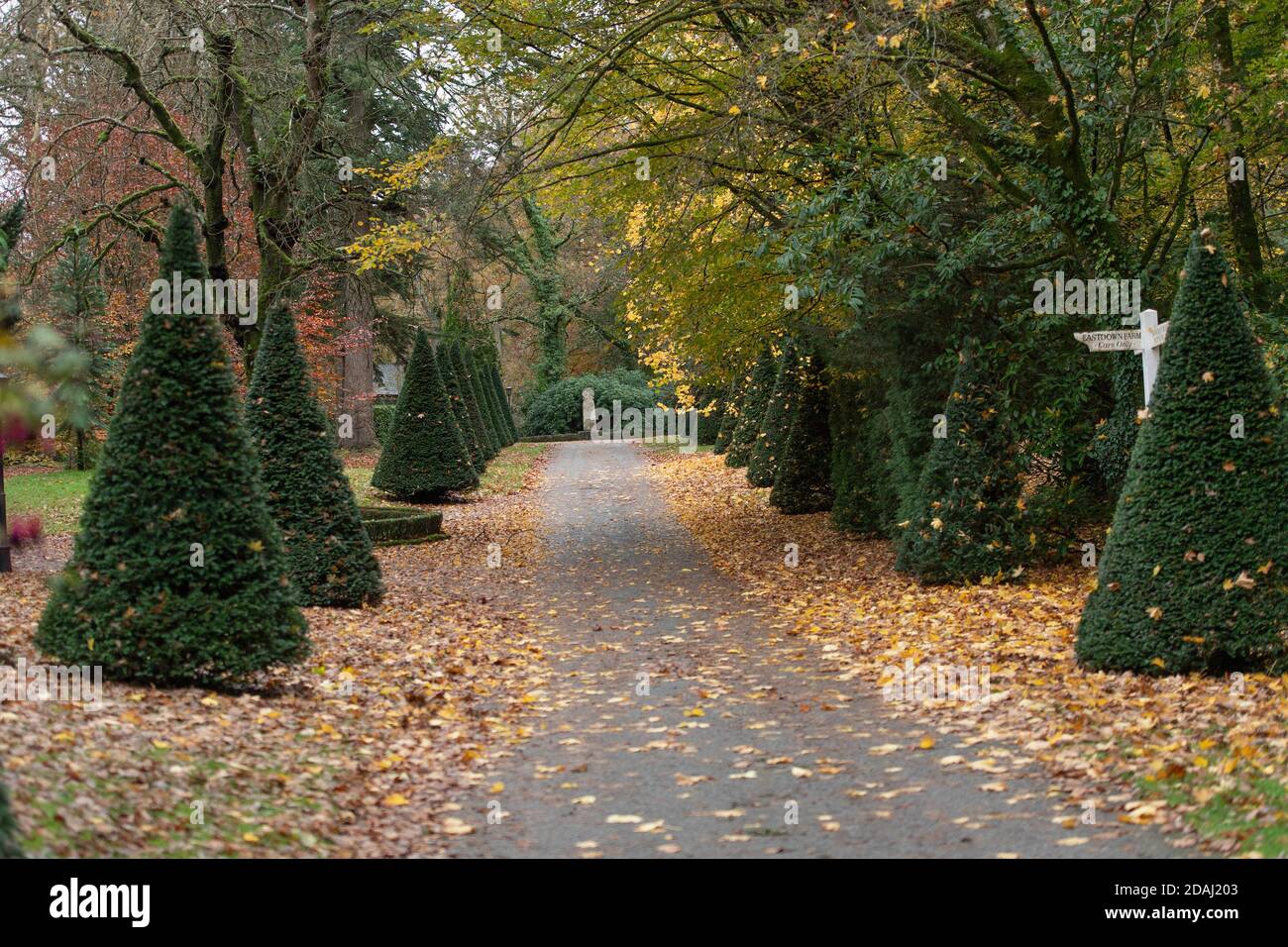 topiary conical yew trees in autumn Stock Photo