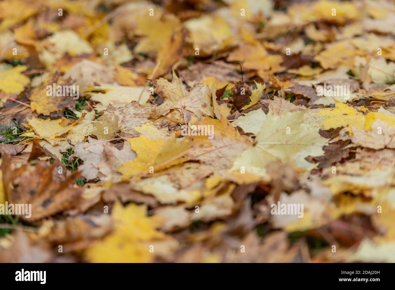 fallen autumn leaves on the ground Stock Photo