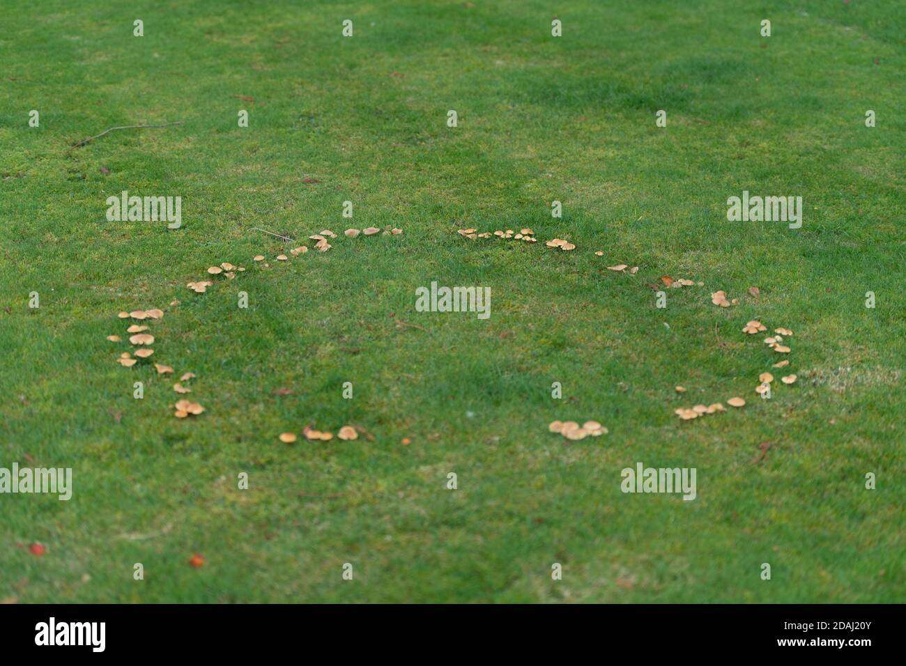 fairy ring on lawn Stock Photo