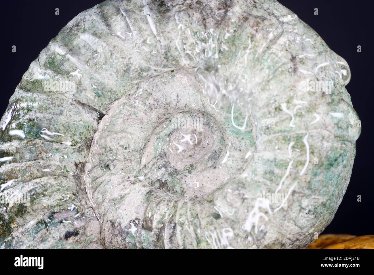 Selective focus shot of an Ammonite Stock Photo