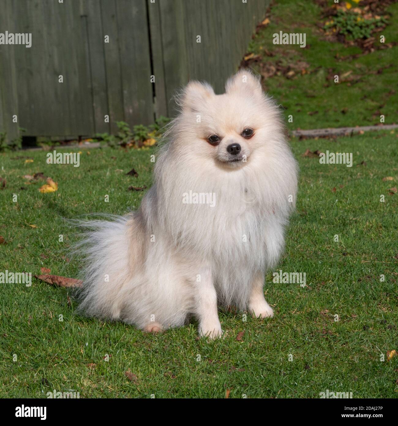 Adult Pomeranian High Resolution Stock Photography And Images Alamy