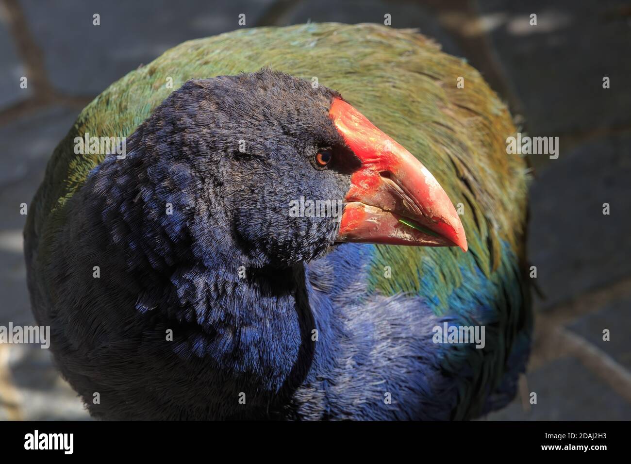 Closeup of a takahe, an endangered flightless bird found only in New Zealand Stock Photo