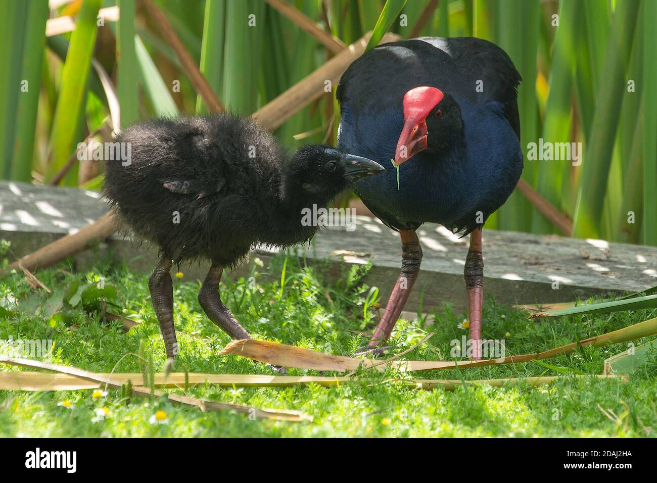 A pukeko, or Australasian swamphen, feeding grass to its fluffy chick. Photographed in New Zealand Stock Photo