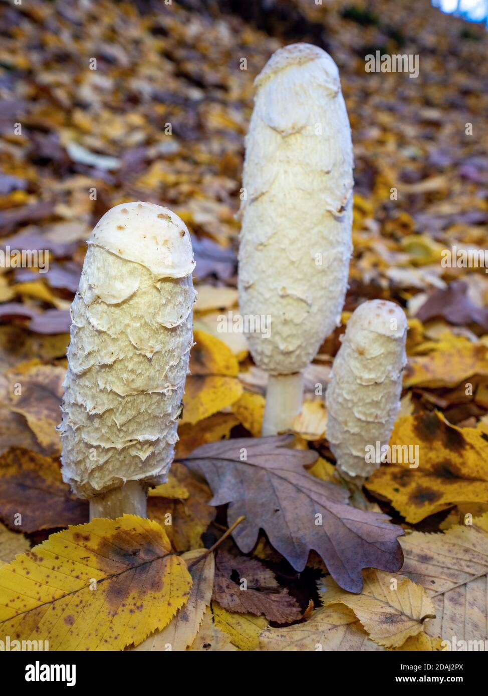 Group of young edible shaggy ink cap or lawyer's wig or shaggy mane. Common autumnal fungus. Tasty young mushroom found in colorful leaves Stock Photo
