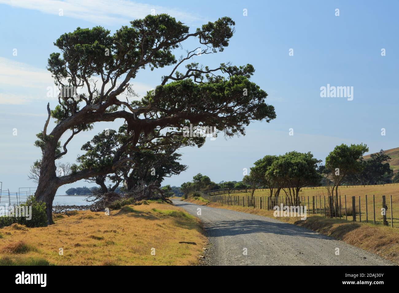 Windsculpted trees leaning over a remote gravel road on the Coromandel