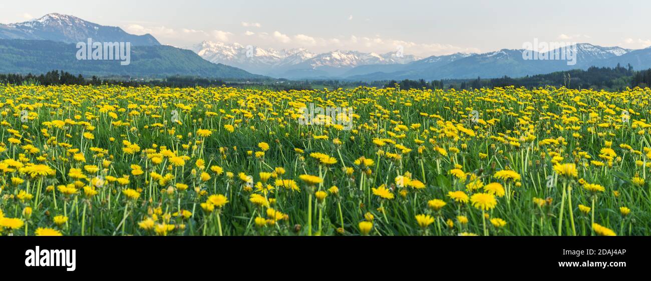 Yellow flowers meadow and beautiful view to snow covered mountains. Kempten, Bavaria, Alps, Allgau, Germany. Stock Photo