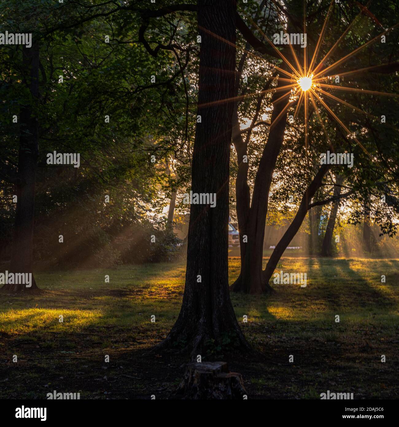 Morgens zum Sonnenaufgang im Park, grüne Bäume und Sonnenstrahlen durch die Äste, Leipzig, Clara-Zetkin-Park Stock Photo