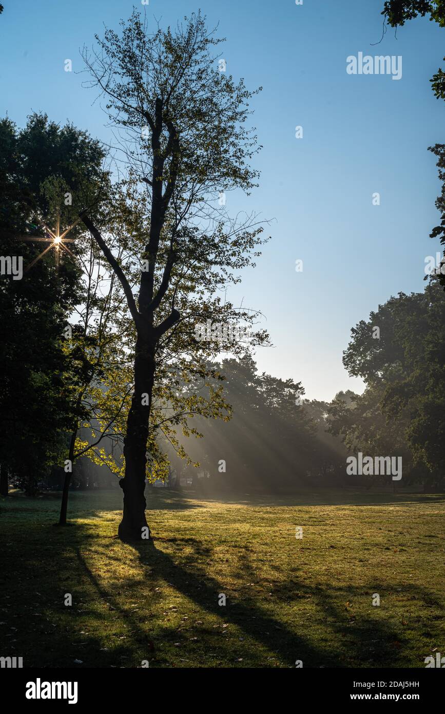Morgens zum Sonnenaufgang im Park, grüne Bäume und Sonnenstrahlen durch die Äste, Leipzig, Clara-Zetkin-Park Stock Photo