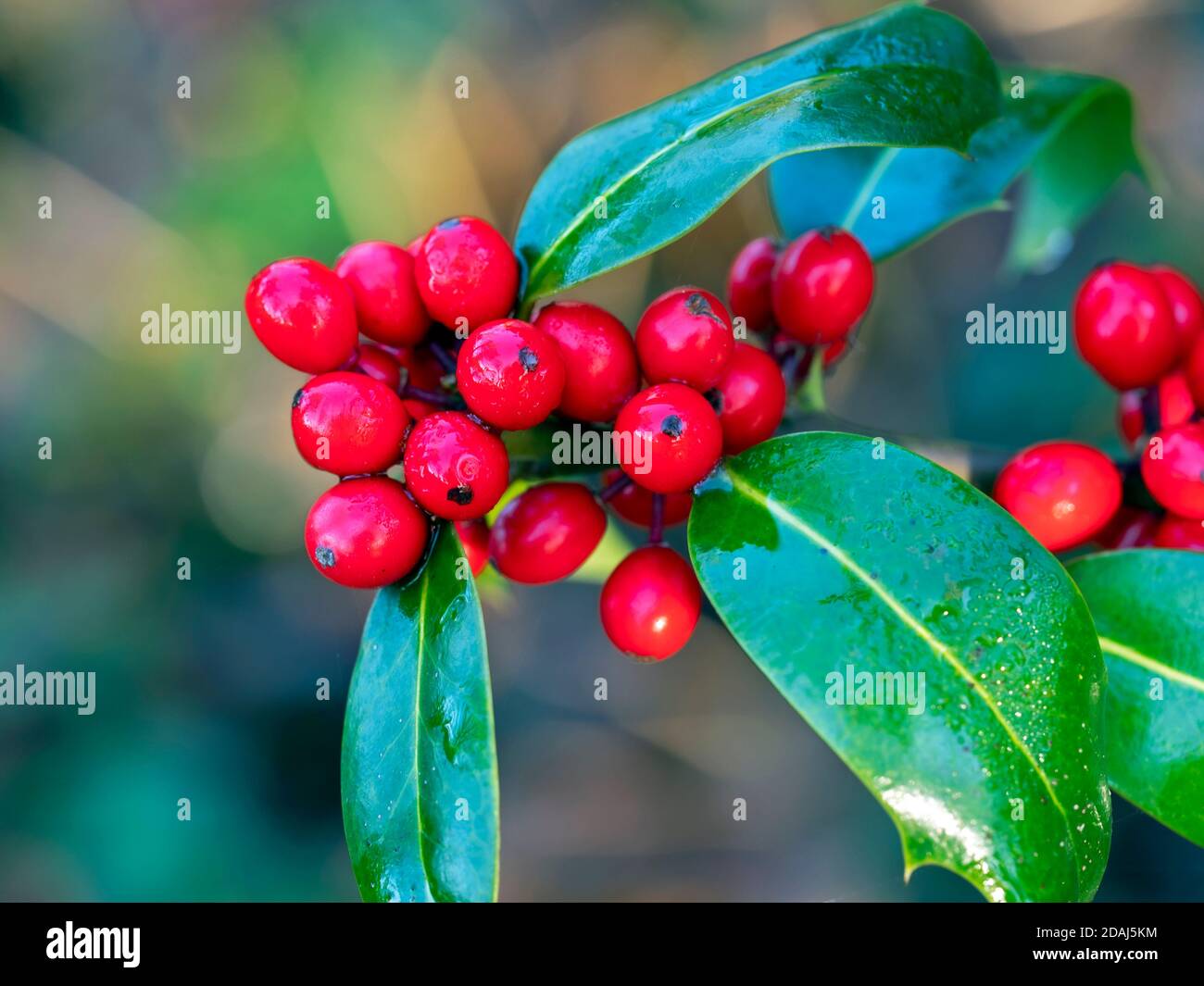 Closeup of shiny red holly berries and green leaves after a rain shower Stock Photo