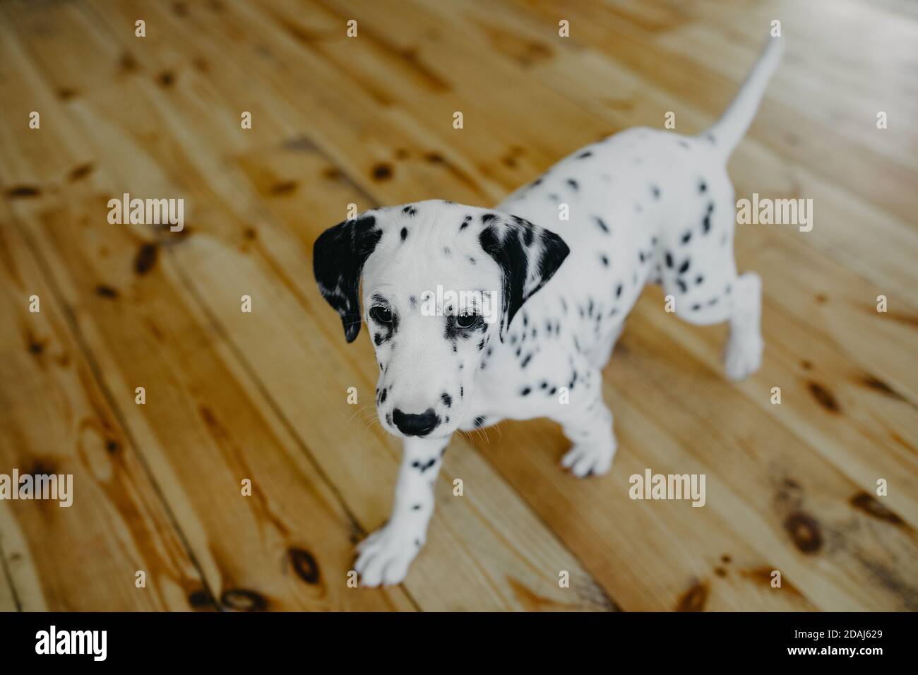 Dalmatian on top of dog house hi res stock photography and images Alamy